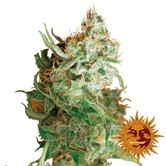 Red Dragon (Barney's Farm) feminized