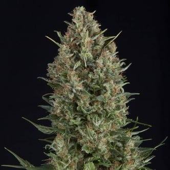 Wembley (Pyramid Seeds) feminisiert