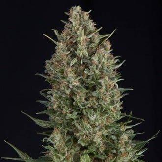 Wembley (Pyramid Seeds) feminisiert