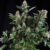 White Widow (Pyramid Seeds) feminized