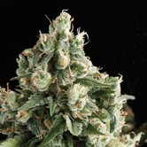 Lennon (Pyramid Seeds) feminized