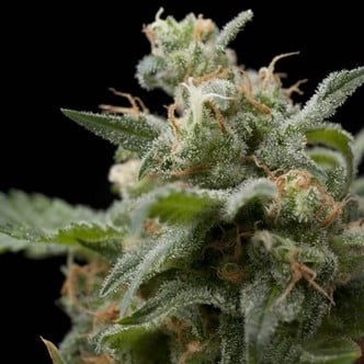 Super Hash (Pyramid Seeds) feminized