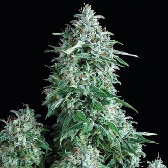 Anubis (Pyramid Seeds) feminized