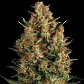 Auto Wembley (Pyramid Seeds) feminized