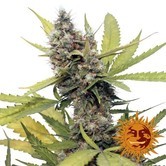 Honey B (Barney's Farm) feminized