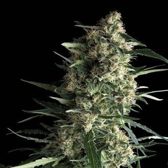 Auto Galaxy (Pyramid Seeds) feminisiert