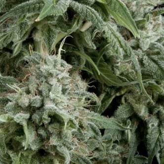 Auto Northern Lights (Pyramid Seeds) feminized