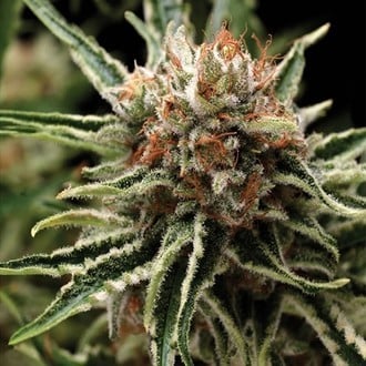 Auto Shark (Pyramid Seeds) feminized