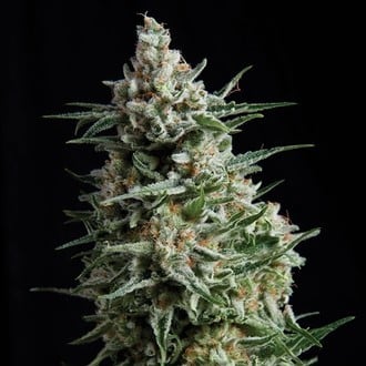 Auto Anesthesia (Pyramid Seeds) feminized