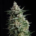 Auto Anesthesia (Pyramid Seeds) feminisiert