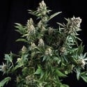 Auto White Widow (Pyramid Seeds) feminisiert