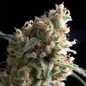 Auto Super Hash (Pyramid Seeds) feminisiert