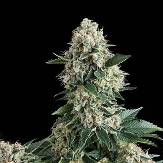 Auto New York City (Pyramid Seeds) feminisiert