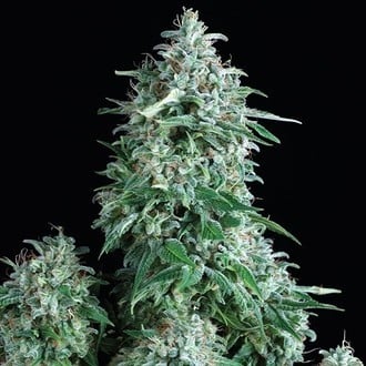 Auto Anubis (Pyramid Seeds) feminisiert