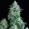 Auto Anubis (Pyramid Seeds) feminisiert