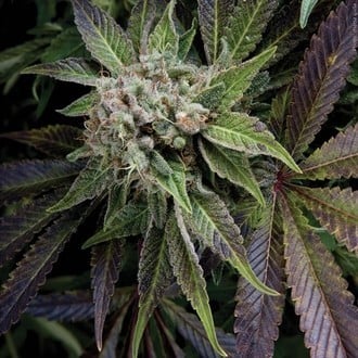 Blue Pyramid (Pyramid Seeds) feminized