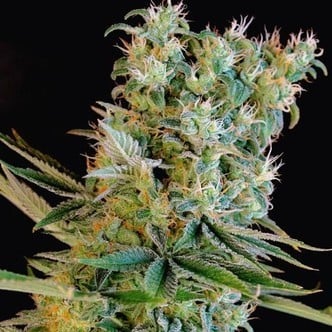 Amnesia Bilbo (Genehtik Seeds) feminisiert