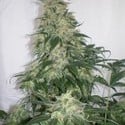 Amnesia Bilbo (Genehtik Seeds) feminisiert