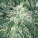 Amnesia Bilbo (Genehtik Seeds) feminisiert