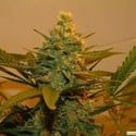 Kritikal Bilbo (Genehtik Seeds) feminized