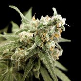 Kritikal Bilbo (Genehtik Seeds) feminized