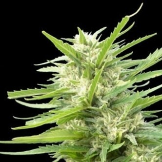 Kritikal Bilbo x AK-47 (Genehtik Seeds) feminisiert