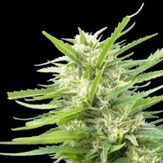 Kritikal Bilbo x AK-47 (Genehtik Seeds) feminized