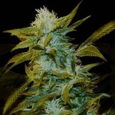 Super Silver Bilbo (Genehtik Seeds) feminized