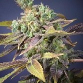 Txomango (Genehtik Seeds) feminized