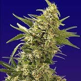 AK Automatic (Spliff Seeds) feminized