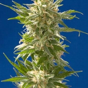 Ak Feminisiert (Linda Seeds)