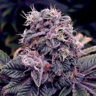 Blue Berry (Spliff Seeds) feminisiert