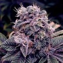 Blue Berry (Spliff Seeds) feminized