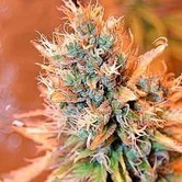 Blue Medi Kush (Spliff Seeds) feminized