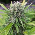 Bubblegun (Spliff Seeds) feminisiert