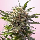 Chrystal White (Spliff Seeds) feminized