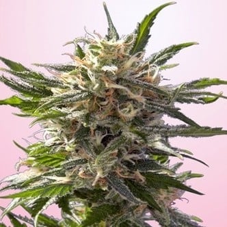 Chrystal White (Spliff Seeds) feminisiert