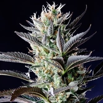 Dutch Blue Automatic (Spliff Seeds) feminisiert