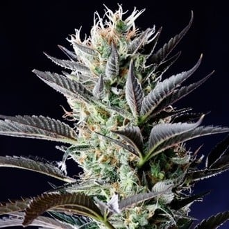 Dutch Blue Automatic (Spliff Seeds) feminized