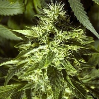 Fast Bud Outdoor (Spliff Seeds) feminisiert