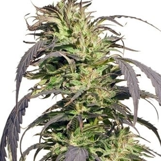 Gold Rush Outdoor (Spliff Seeds) feminisiert