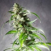 Jack F1 (Spliff Seeds) feminized