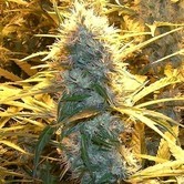 Medicinal Citral (Spliff Seeds) feminized