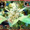 Big Buddha Cheese (Big Buddha Seeds) feminisiert