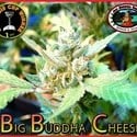 Big Buddha Cheese (Big Buddha Seeds) feminized