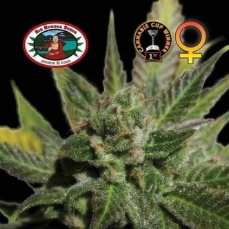 Big Buddha Cheese (Big Buddha Seeds) feminisiert