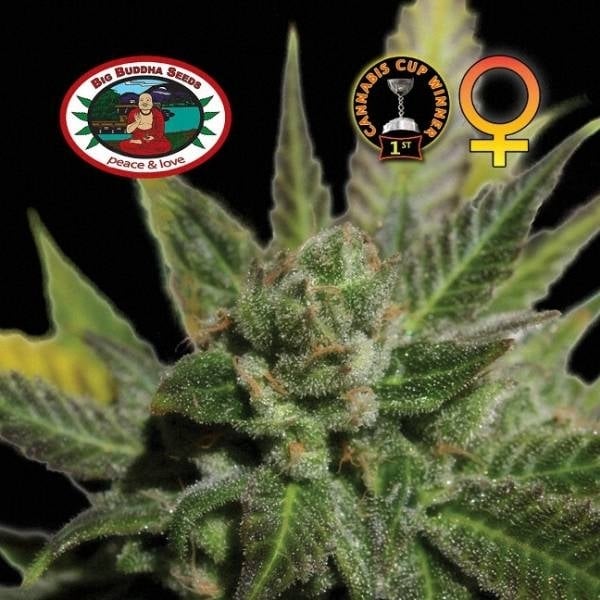 Big Buddha Cheese Feminisiert (Original Big Buddha Family Farms)