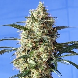 Snow White (Spliff Seeds) feminisiert