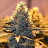 Spliff Cheese (Spliff Seeds) feminized