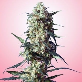 Spliff's Strawberry (Spliff Seeds) feminized